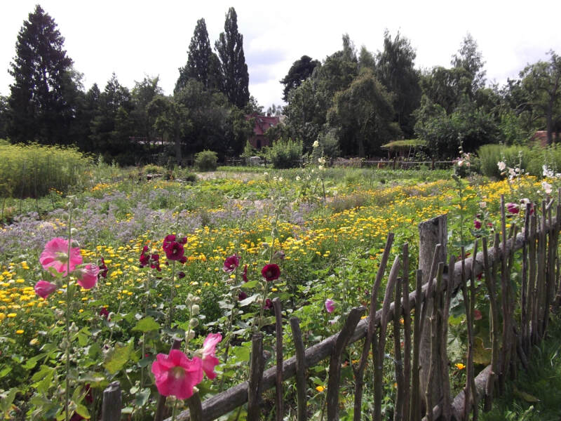 Blumenwiese in Mecklenburg-Vorpommern im Ferienlager und Englisch Sprachencamp