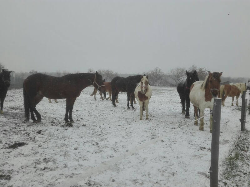 Pferde stehen im Schnee