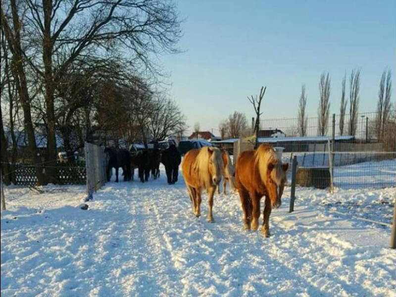 Pferde, die in dem Reitcamp auf einem verschneiten weg entlang traben