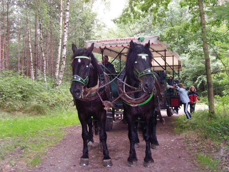 Ein Gespann fährt in den Reiterferien durch den Wald