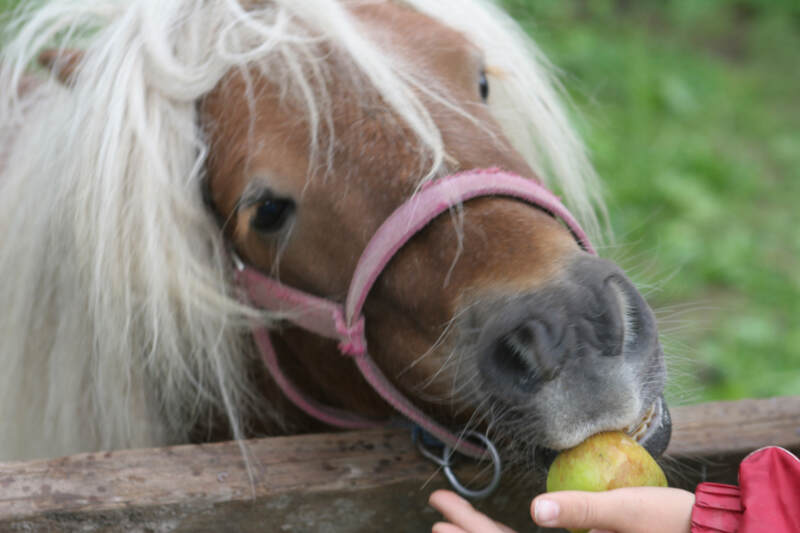 Pferd Isst Apfel