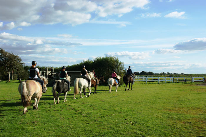 In den Reiterferien Schleswig-Holstein reitet eine Gruppe aus