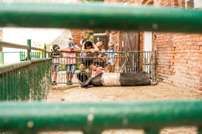 Ein Schwein eines Tiercamps liegt auf dem Boden