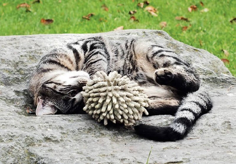 Katze spielt mit Spielzeug auf Sommerfreizeit in Schleswig Holstein