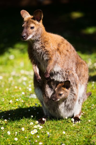 Australisches Bennettkänguru im Wildpark