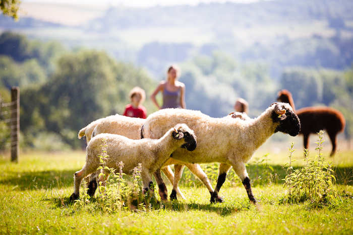 Schaf streunt mit Lamm über die Wiese im Feriencamp Stuttgart