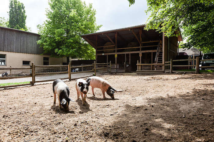 Drei Schweine stehen auf der Koppel im Feriencamp Stuttgart