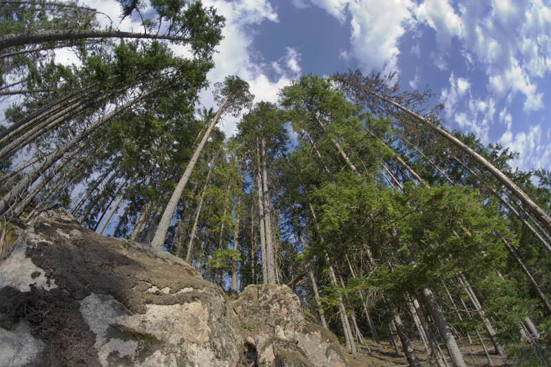 Waldlandschaft im Outdoorcamp Schweden