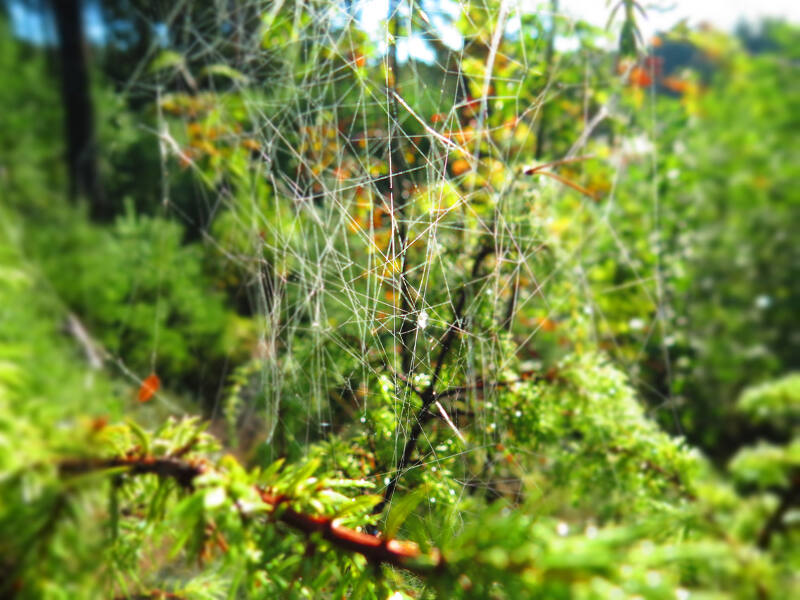 Wildnis erleben auf der Jugendreise nach Schweden