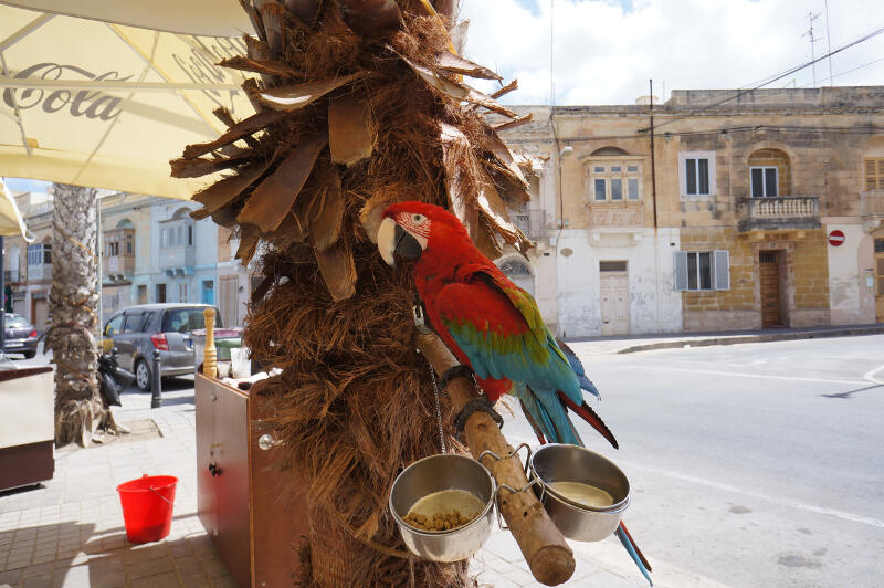 Ein bunter Papagei am Straßenrand bei einer Sprachreise Malta