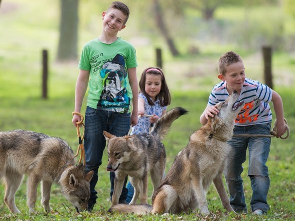 Teilnehmer vom Wolfscamp mit Wölfen auf der Wanderung