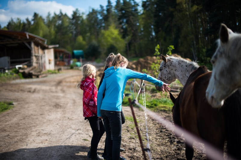 Mädchen streicheln Pferde an einer Koppel