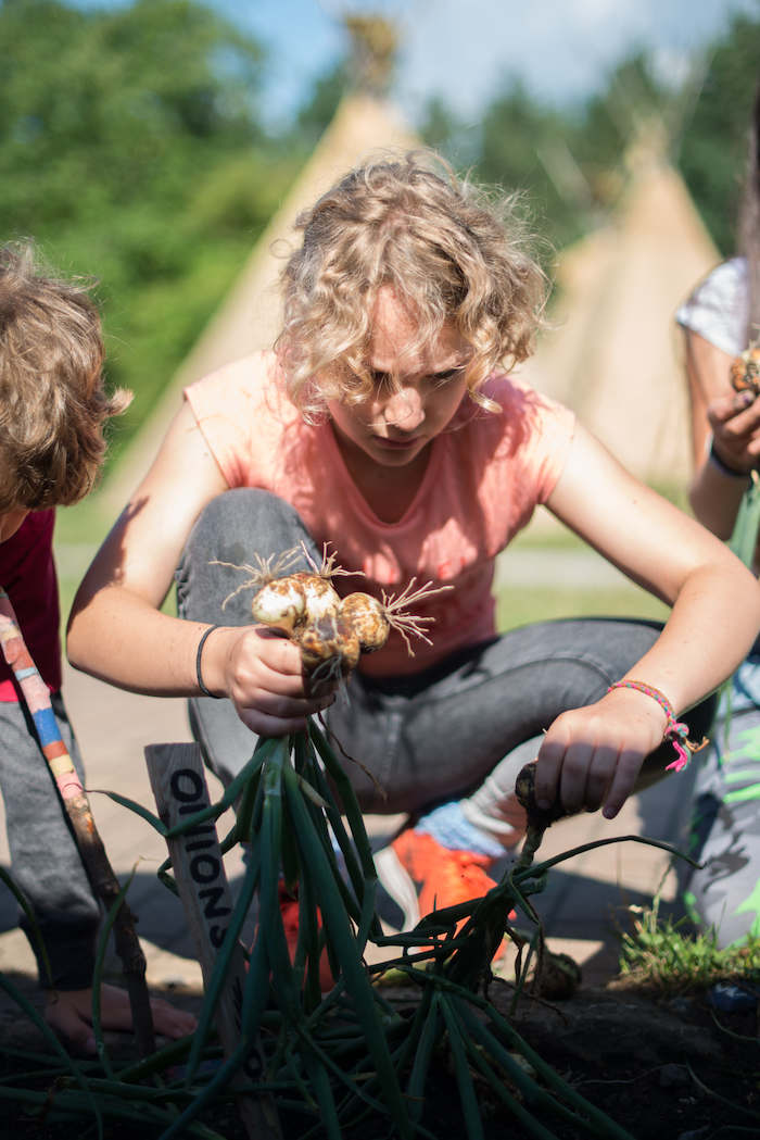 Kind erntet Lauchzwiebelnim Kreativcamp