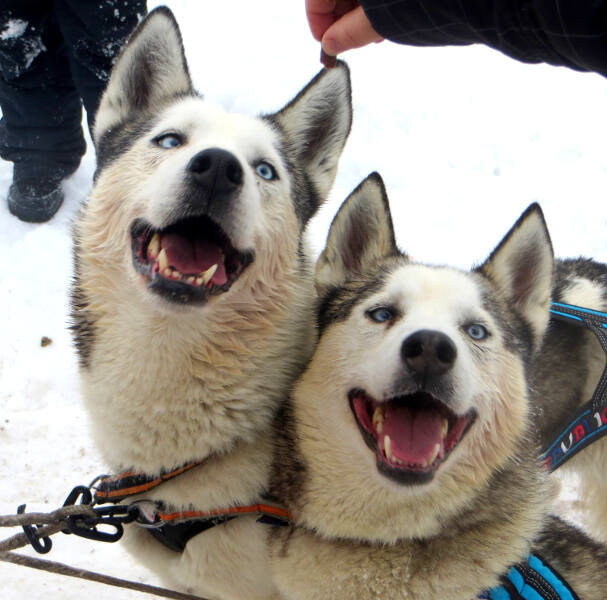 Zwei Huskys schauen in die Kamera auf der Jugendreise im Winter