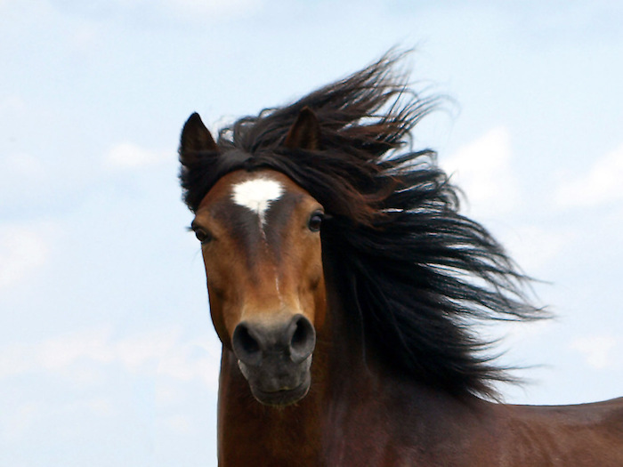 Ein braunes Pferd schaut in die Kamera bei den Reiterferien für Kinder