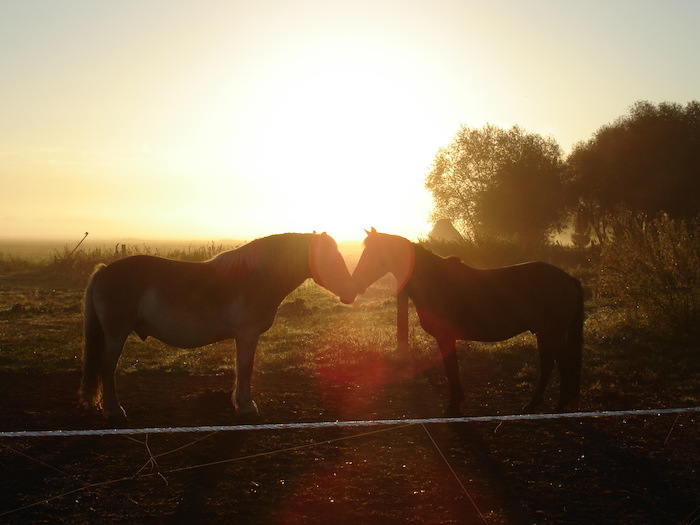 Zwei Pferde im Sonnenuntergang des Reiturlaubs Kinder