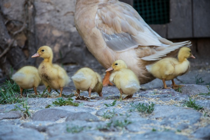 Entenkücken in den Reiterferien Kinder