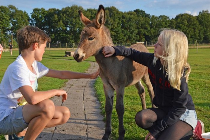 Kinder streicheln einen kleinen Esel im Feriencamp in den Niederlanden