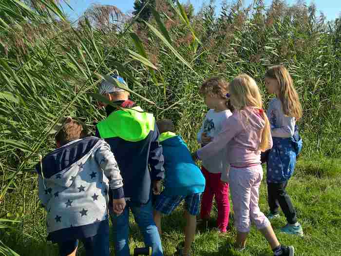 Kindergruppe untersucht etwas im Schilf im Kinderferienlager in Sachsen