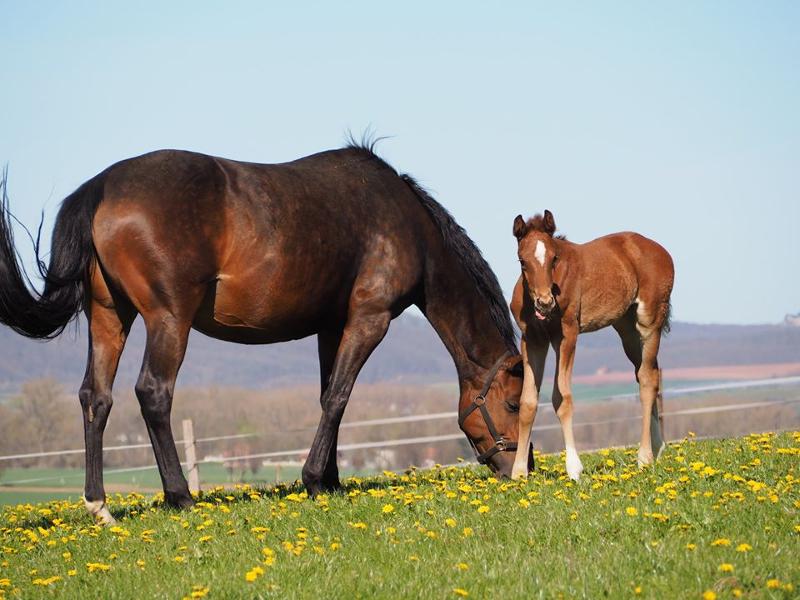 Die Pferde der Reitferien Hessen günstig genießen die Ruhe