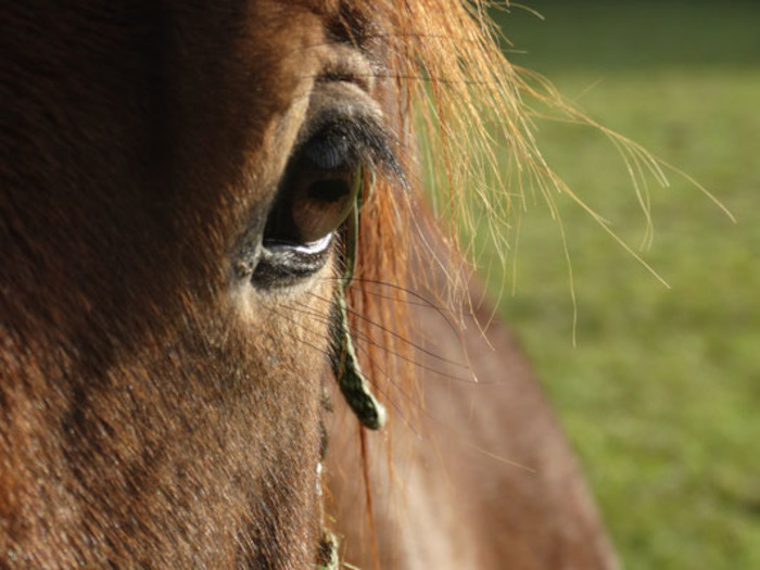 Ein Pferd des Reiturlaubs Kinder schaut in die Kamera