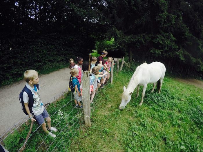 Kinderen kijken op zomerkamp naar wit paard in de groene heide