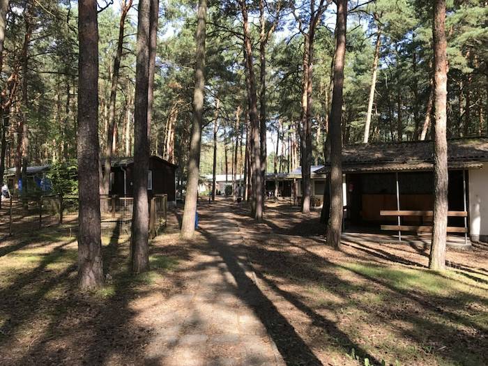 Die Anlage des Kreativcamps unter hohen Kiefern