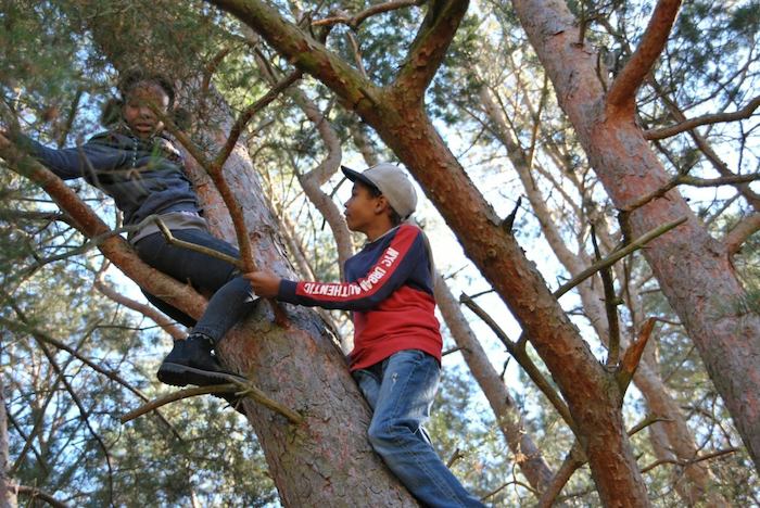 Kinder klettern auf einen Baum im Künstler-Camp