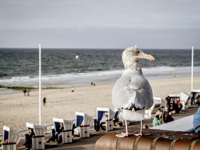 Möwe mit Strand im Hintergrund im Ferienlager auf Sylt