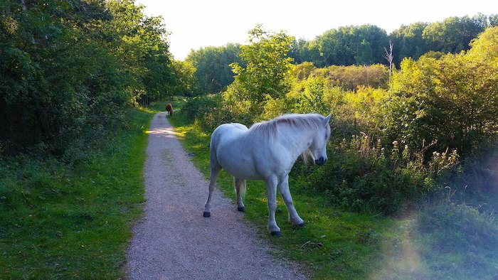 Ein Pferd auf Jugendreise Surfen