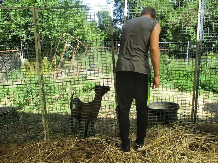 Junge steht mit einer Ziege im Stroh im Ferienlager in Brandenburg