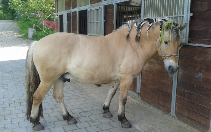 Ein Pferd mit bunten Zöpfen, dass in der Reiterfreizeit gestylt wurde