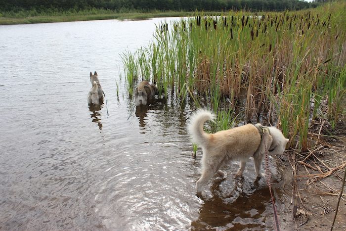 Kinder gehen im Husky-Ferienlager Gassi