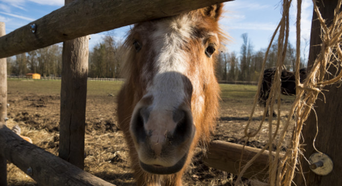 Un cheval en colo printemps