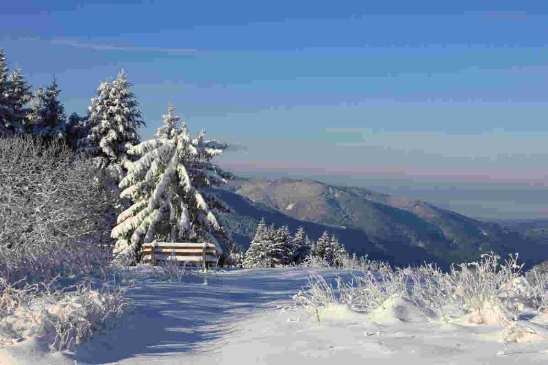 Schneebedeckte Bäume leuchten im Schwarzwald