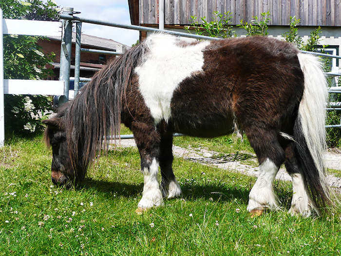 Teilnehmer der Reiterferien Ostern haben mehrere Ponys
