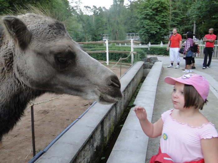 Teilnehmer einer Kinder und Jugendfreizeit streicheln Tiere