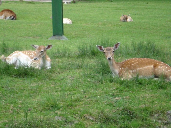 Teilnehmer einer Kinder und Jugendfreizeit schauen Rehe an