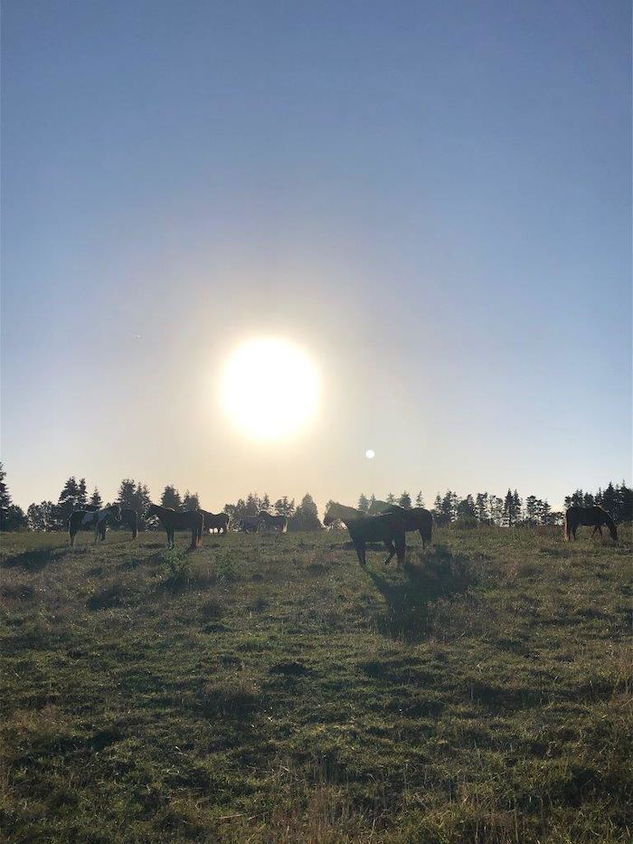 Pferde stehen während dem Ponycamp auf einer Wiese in der Sonne