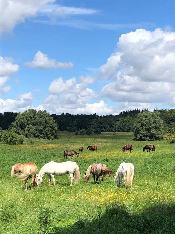Die Pferde grasen während der Ferien auf dem Ponyhof auf einer Wiese