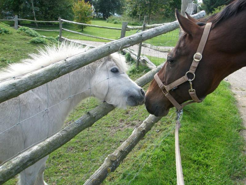 Zwei Pferde halten ihre Köpfe gegeneinander während der Ferien auf dem Ponyhof