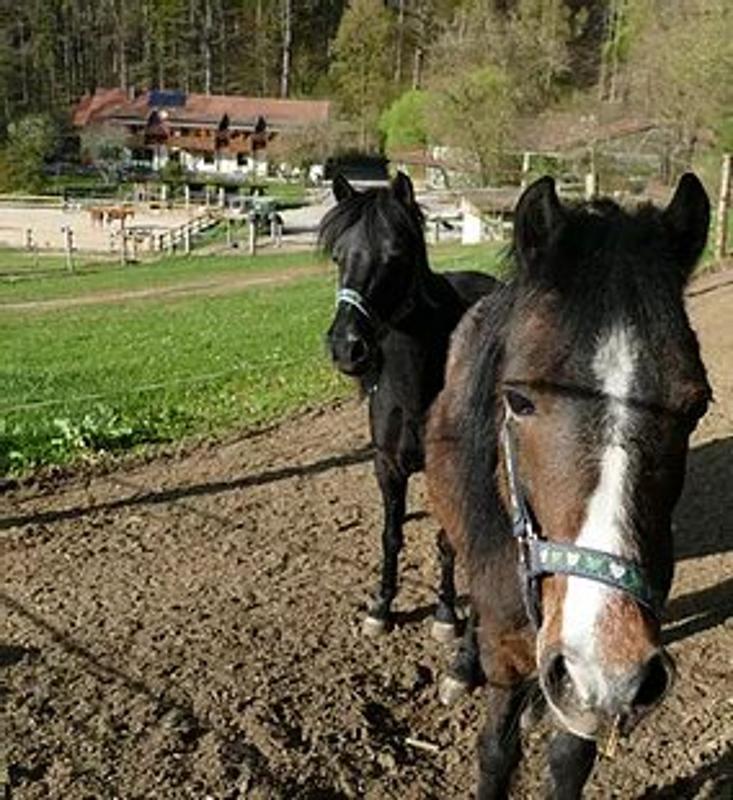 Kinder der Reiterferien für Kinder haben Ponys