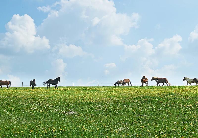 Kinder der Reiterferien für Kinder haben Pferde auf der Weide