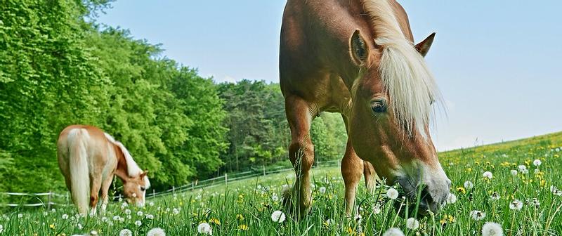 Kinder der Reiterferien für Kinder sind auf der Weide