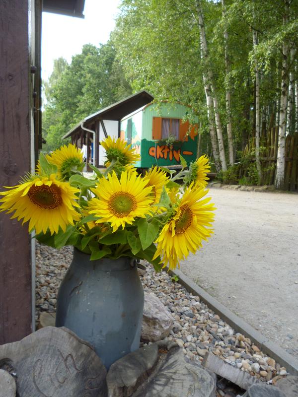 Während der Ferienbetreuung stehen Sonnenblumen am Rande eines Weges