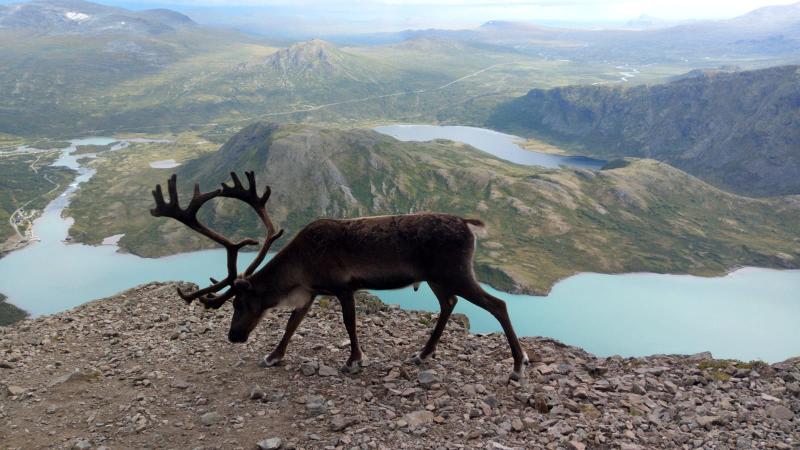 Ein Elch steht während Jugendreise auf der Spitze eines Berges 