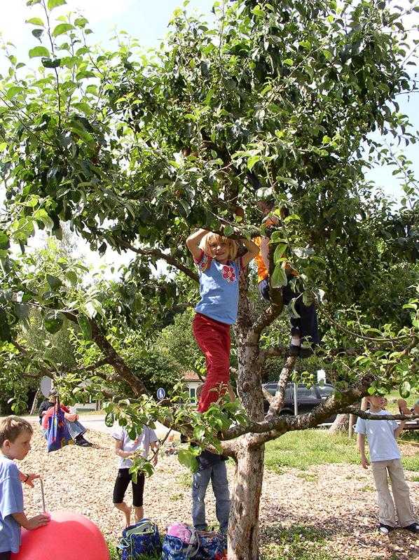 Im Sportlager klettert ein Junge auf einen baum