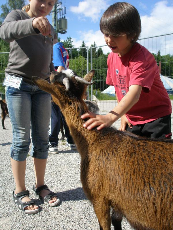 In den Ponyhof Ferien gibt es auch Ziegen