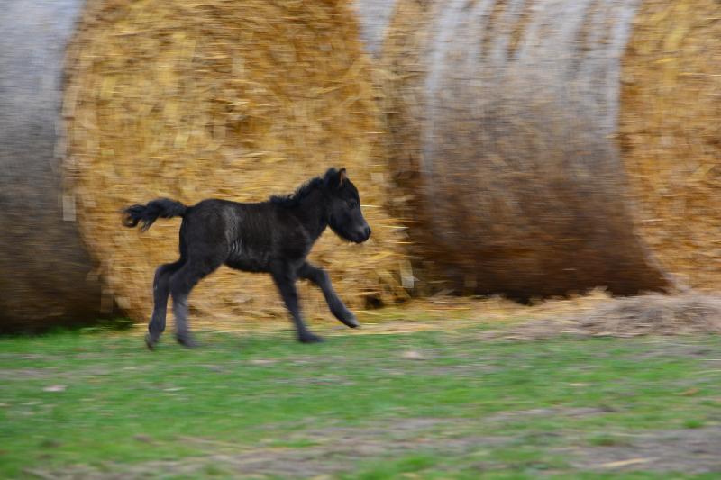Ein Fohlen läuft bei Reiterferien in der Lüneburger Heide über eine Wiese 