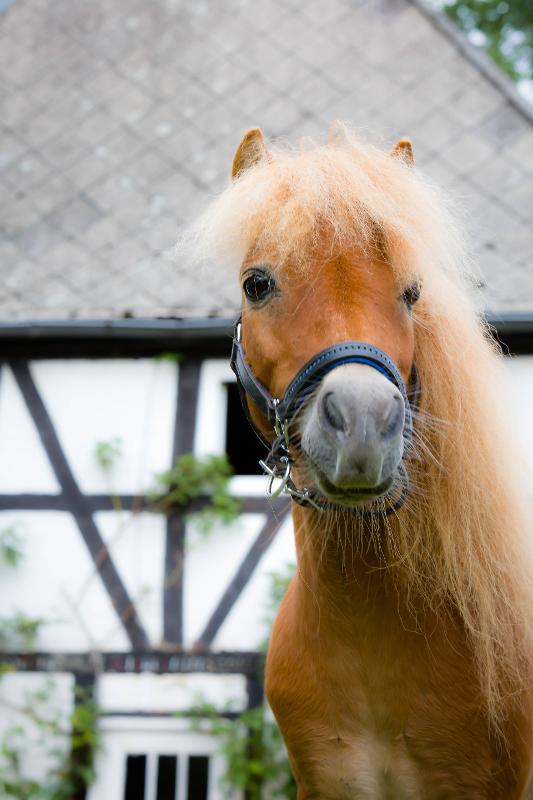 Ein Pony mit langer Mähne steht bei Reiterferien Lüneburger Heide vor einem Stall